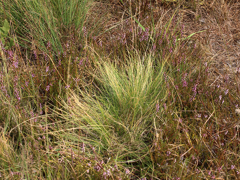Nardus_stricta_Wersener_Heide_080818_CB01.jpg