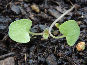 Nepeta_faassenii_BOEhrenfeld_300318_ja01.jpg