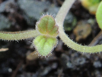 Nepeta_faassenii_BOEhrenfeld_300318_ja01_2.jpg