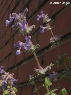 Nepeta_faassenii_BOKohlenstr210511_ja01.jpg