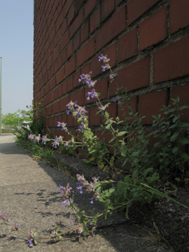 Nepeta_faassenii_BOKohlenstr210511_ja02.jpg