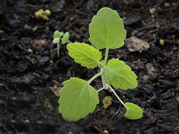 Nepeta_faassenii_Balkon_151418_ja01.jpg