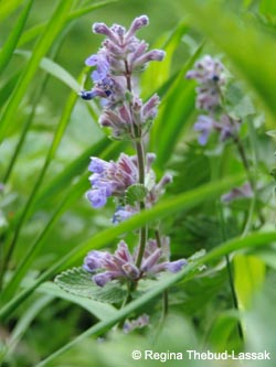 Nepeta_faassenii_D-Hamm_070515_RTL02.jpg