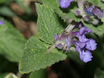 Nepeta_faassenii_HGeier04.jpg