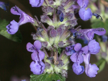 Nepeta_faassenii_HGeier06.jpg