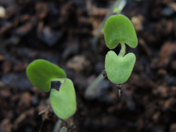 Nepeta_faassenii_Keimling_251117_ja05.jpg