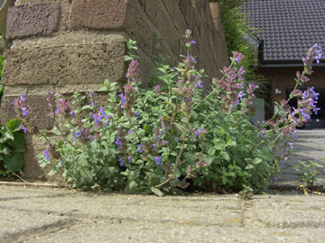 Nepeta_faassenii_RS200806_ja01.jpg