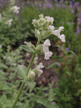 Nepeta_faassenii_Snowflake_BZW100810_ja02.jpg