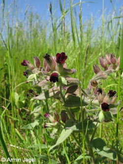 Nonea_pulla_RunstedterSee_Kyffhaeuser050610_ja02.jpg