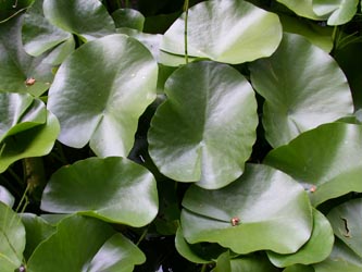 Nymphaea_alba_ho08.jpg
