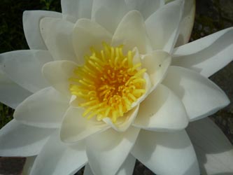 Nymphaea_alba_ho20.jpg