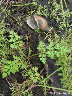 Oenanthe_aquatica_Elbe2008_5_ja29.jpg