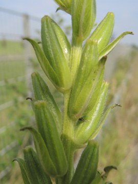 Oenothera_biennis_DO_Derne_Gneisenau_130816_ja01.jpg