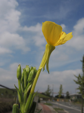 Oenothera_biennis_DO_Derne_Gneisenau_130816_ja13.jpg