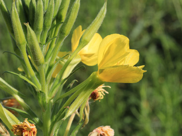 Oenothera_biennis_sstr_DU_160816_CB01.jpg