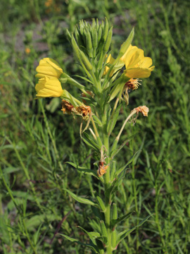 Oenothera_biennis_sstr_DU_160816_CB02.jpg