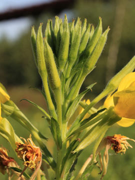 Oenothera_biennis_sstr_DU_160816_CB03.jpg