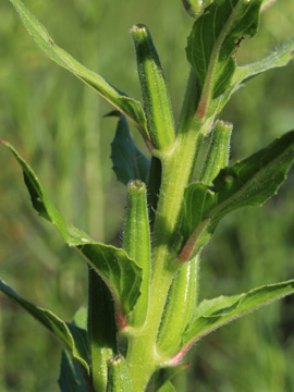 Oenothera_biennis_sstr_DU_160816_CB04.jpg