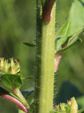 Oenothera_biennis_sstr_DU_160816_CB05.jpg