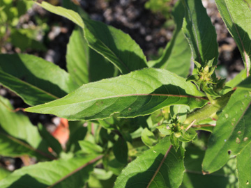 Oenothera_biennis_sstr_DU_160816_CB06.jpg