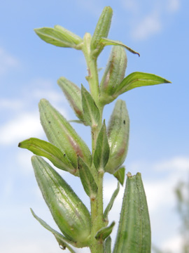 Oenothera_fallax_DO-Derne_Gneisenau_130816_ja02.jpg