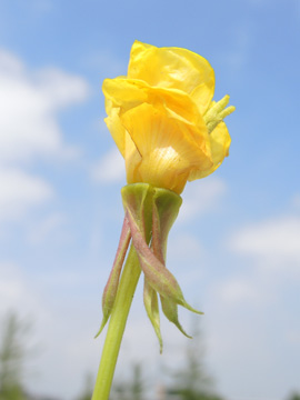 Oenothera_fallax_DO-Derne_Gneisenau_130816_ja04.jpg