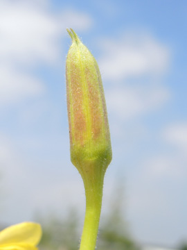 Oenothera_fallax_DO-Derne_Gneisenau_130816_ja06.jpg