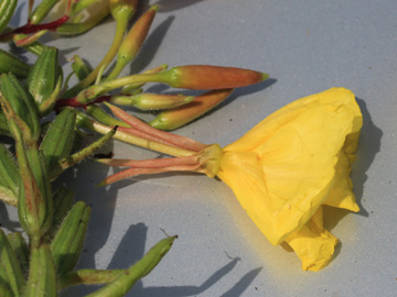 Oenothera_glazioviana_DO-Derne_130816_CB01.jpg