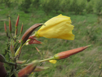 Oenothera_glazioviana_DO_Derne_Gneisenau_130816_ja04.jpg