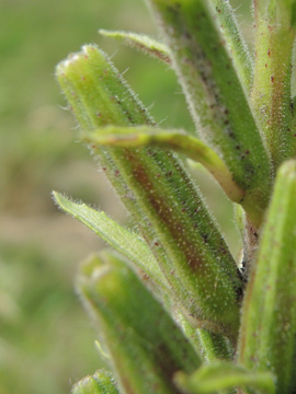 Oenothera_glazioviana_DO_Derne_Gneisenau_130816_ja06.jpg