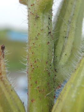 Oenothera_glazioviana_Derne_Gneisenau_130816_ja02.jpg