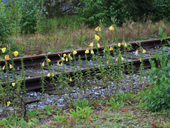 Oenothera_glazioviana_HATHenrichshuette130915_CB02.jpg