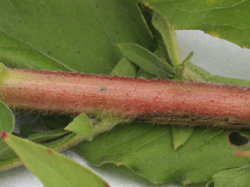 Oenothera_pycnocarpa_DODerne_130816_CB03.jpg