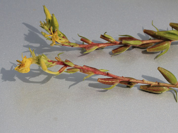 Oenothera_rubricaulis_DODerne_130816_CB01.jpg