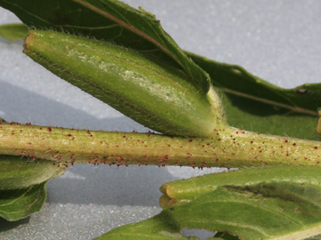 Oenothera_rubricaulis_DODerne_130816_CB02.jpg