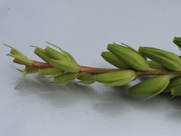 Oenothera_rubricaulis_DODerne_130816_CB04.jpg