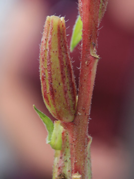 Oenothera_rubricaulis_DODerne_130816_CB06.jpg