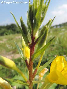 Oenothera_rubricaulis_DO_Derne_Gneisenau_130816_RTL01.jpg