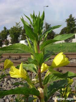 Oenothera_rubricaulis_MagdeburgHafen_ElbeEx2008_ja01.jpg