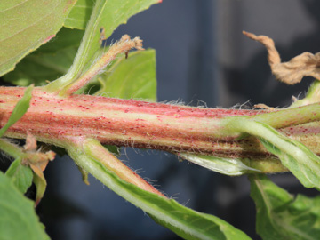 Oenothera_subterminalis_DODerne_130816_CB02.jpg