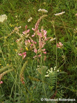 Onobrychis_viciifolia_Geotag2011_3972RiRo.jpg