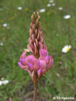 Onobrychis_viciifolia_Hoenselberg_100612_TK24.jpg