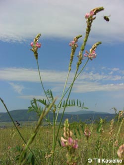 Onobrychis_viciifolia_SWD2009_TK86.jpg