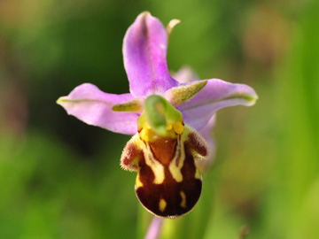 Ophrys_apifera_Beckum_260613_GBohn01.jpg