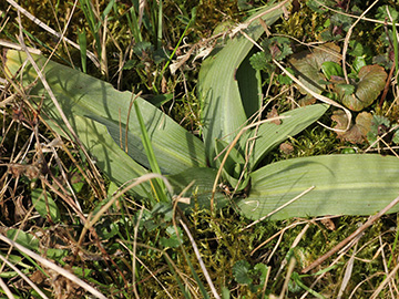 Ophrys_apifera_Koeln_080418_VU01.jpg