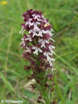 Orchis_ustulata_Hoenselberg_100612_TK63.jpg