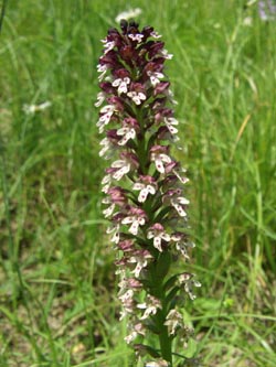 Orchis_ustulata_SWD2009_TK39.jpg
