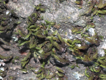 Ornthotrichum_lyelii_RUBMoose210117_CB02.jpg