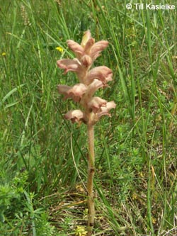 Orobanche_caryophyllacea_SWD2009_TK140.jpg