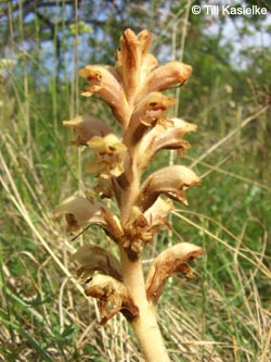 Orobanche_caryophyllacea_SWD2009_TK87.jpg